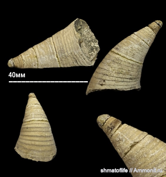 девон, головоногие моллюски, Орловская область
