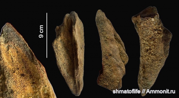 девон, рыбы, позвоночные