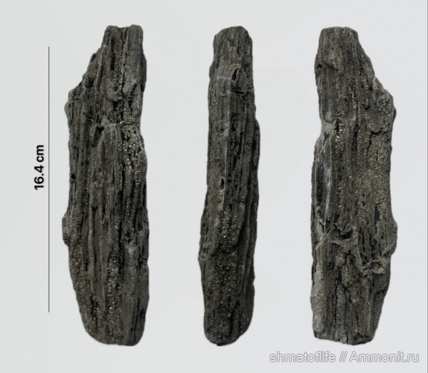 окаменевшее дерево, Орловская область