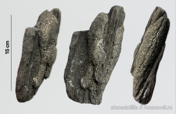 окаменевшее дерево, Орловская область