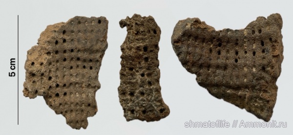 мел, губки, верхний мел, сеноман