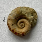 Гастропода euomphalus