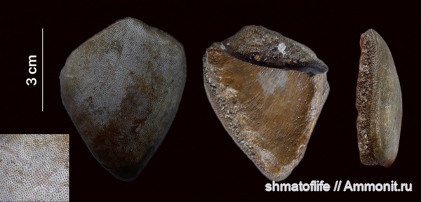 карбон, зубы, Psephodus