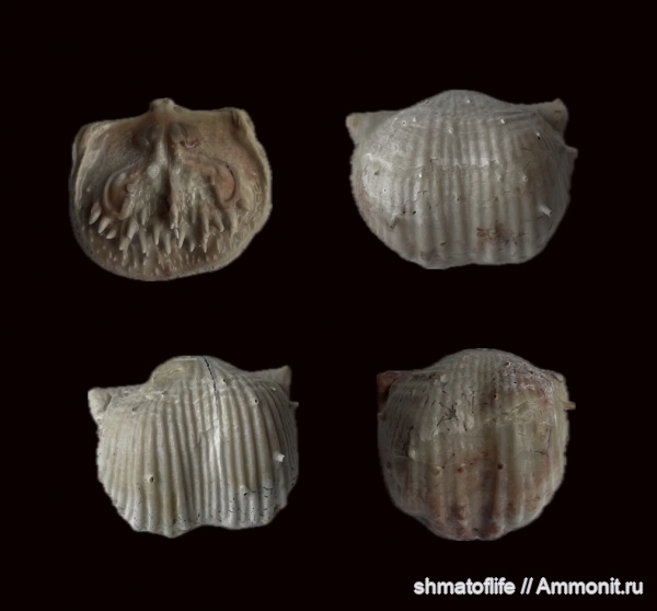 брахиоподы, карбон, Eomarginifera lobata