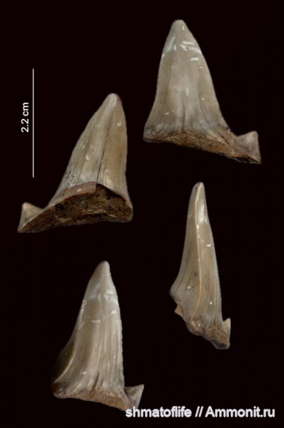 зубы, сеноман, Cretoxyrhina