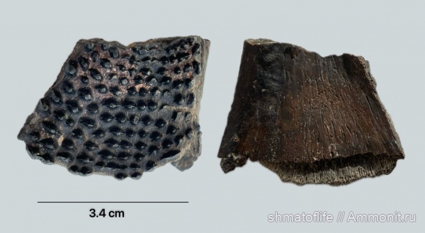 карбон, рыбы