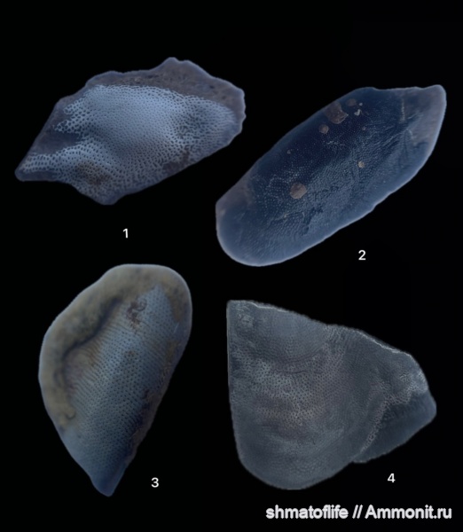 карбон, рыбы, Борщевский