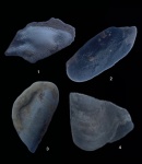 Зубки с Борщевского