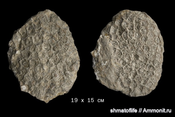девон, кораллы, Donia russiensis