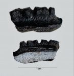 Зуб Polyrhizodus sp.