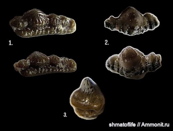 карбон, зубы, Заборье