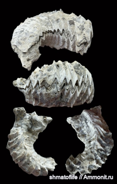 моллюски, мел, Lopha, сеноман, Курская область