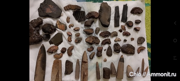 окаменелости, аммониты, белемниты, Марково