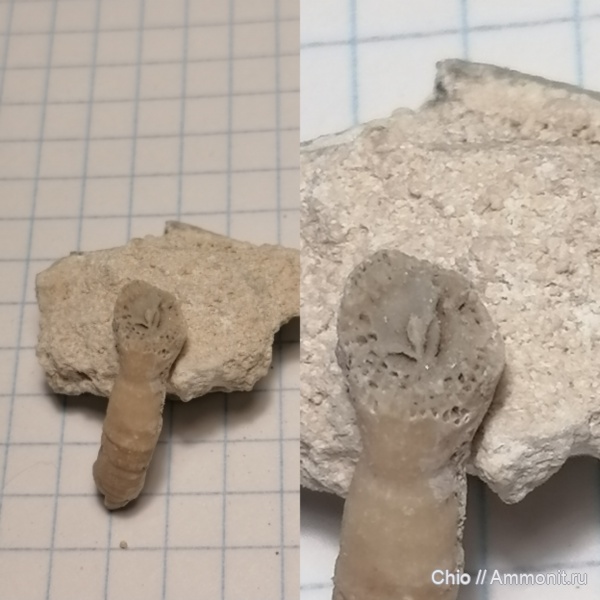 кораллы, каменноугольный период