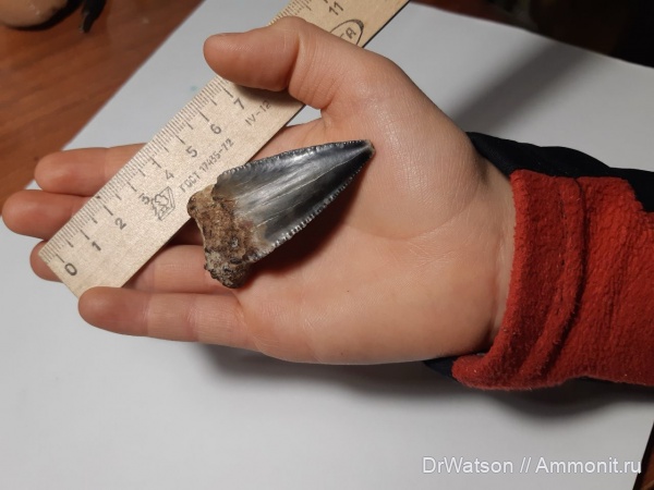 палеоген, рыбы, эоцен, акулы, зубы акул, Otodus, верхний эоцен, Горячий Ключ, р. Псекупс