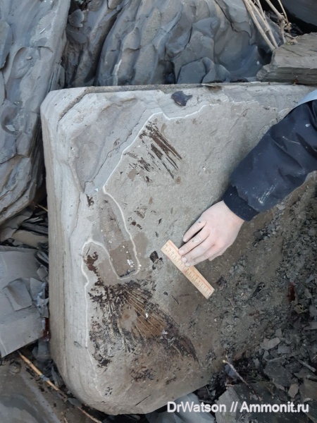 олигоцен, Lyrolepis, р. Пшеха, Lyrolepis caucasica