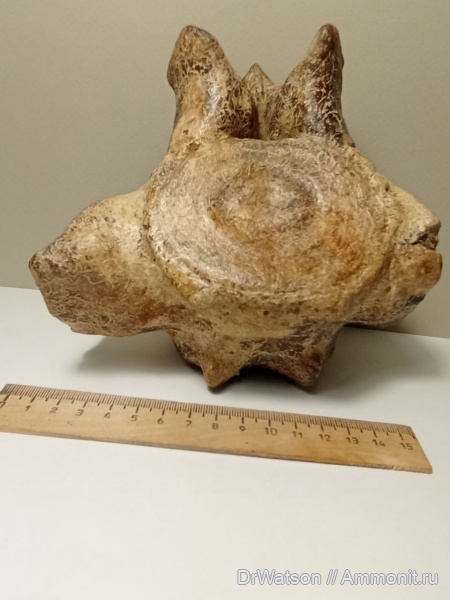 Морские млекопитающие