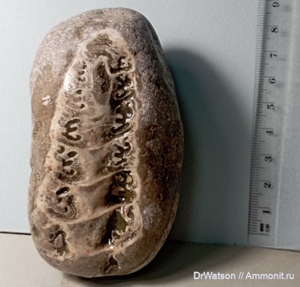 нижний мел, Nerinea, Ptygmatis, Nerineidae, Gastropoda, Горячий Ключ, р. Псекупс