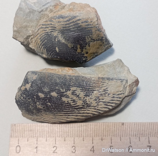 аммониты, верхняя юра, аптихи, Punctaptychus, титонский ярус, р.Чепси