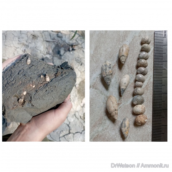 гастроподы, миоцен, Gastropoda, Горячий Ключ, р. Псекупс, понтический ярус