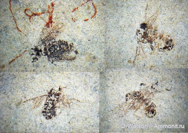 неоген, миоцен, насекомые, членистоногие, Горячий Ключ, р. Псекупс, мухи