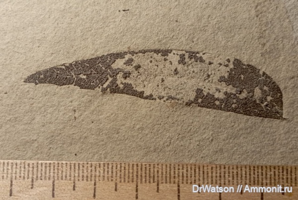 неоген, миоцен, Горячий Ключ, р. Псекупс, листья