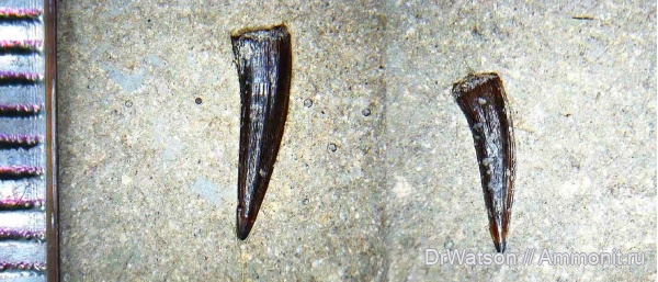 палеоген, рыбы, олигоцен, зубы рыб, р. Пшеха палеоген, рыбы, олигоцен, зубы рыб, р. Пшеха