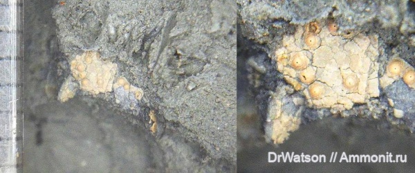 неоген, мшанки, миоцен, Горячий Ключ, р. Псекупс, понтический ярус