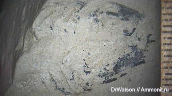 палеоген, членистоногие, ракообразные, олигоцен, р. Пшеха палеоген, членистоногие, ракообразные, олигоцен, р. Пшеха