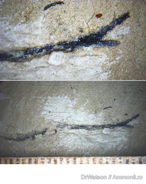 палеоген, членистоногие, ракообразные, олигоцен, р. Пшеха палеоген, членистоногие, ракообразные, олигоцен, р. Пшеха