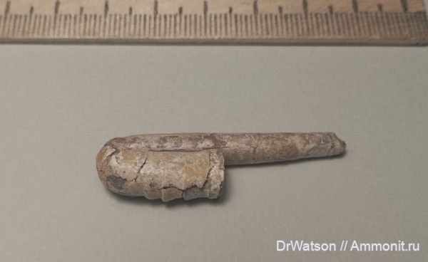 Моллюски мезозоя