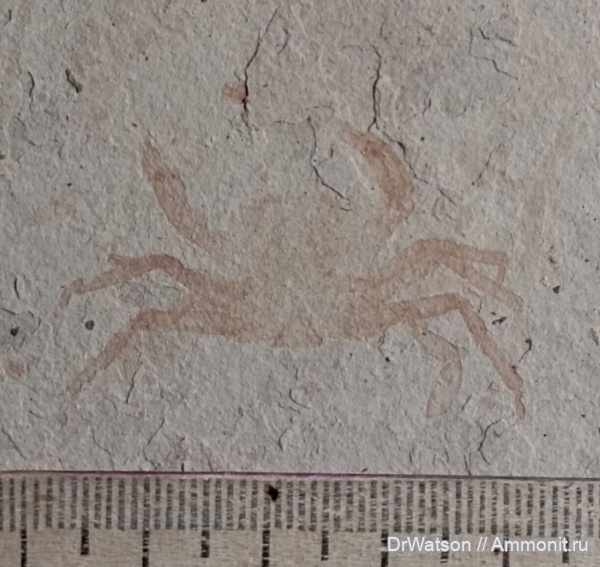 палеоген, ракообразные, раки, олигоцен, крабы, Краснодарский край, Апшеронский район