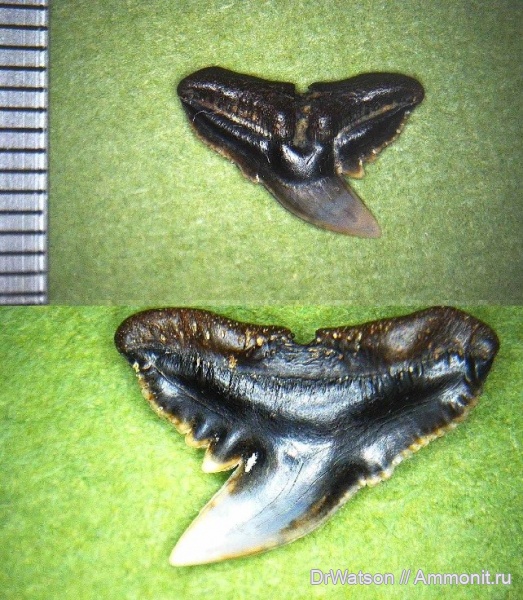 палеоген, рыбы, эоцен, акулы, Galeorhinus, верхний эоцен, Carcharhiniformes, Горячий Ключ, fish, sharks, р.Апчас