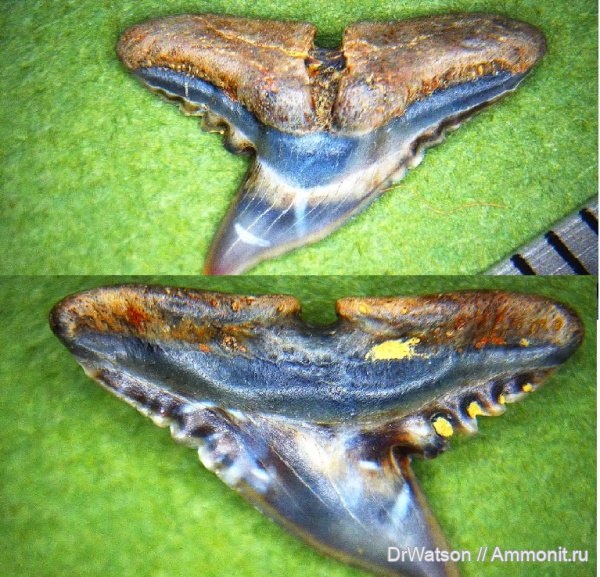 палеоген, рыбы, зубы, эоцен, акулы, верхний эоцен, Carcharhiniformes, Горячий Ключ, fish, teeth, sharks, р.Апчас