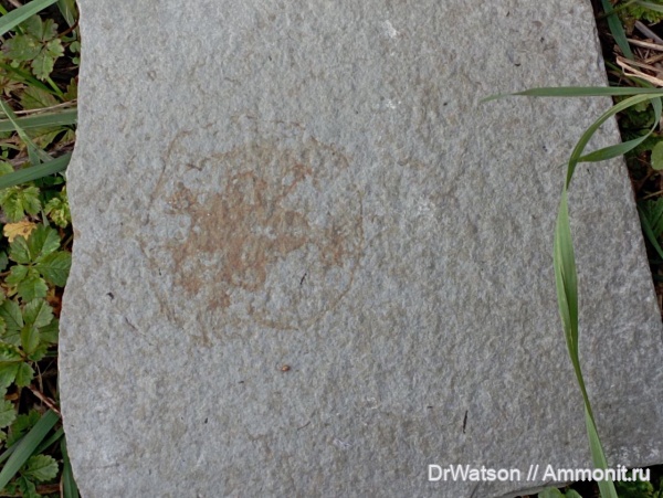 неоген, миоцен, кишечнополостные, медузы, Апшеронский район, р. Пшеха, караганский ярус