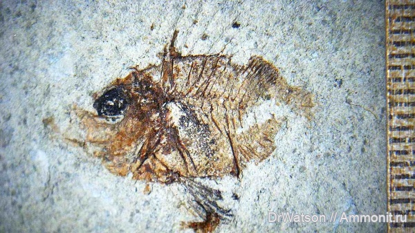 неоген, миоцен, Горячий Ключ, р. Псекупс, Proantigona, caproidae, караганский ярус, capros