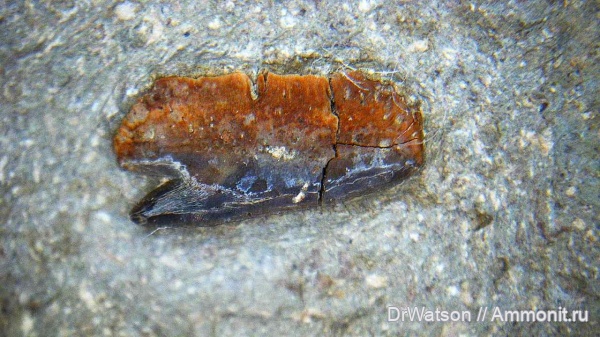 палеоген, эоцен, зубы акул, Краснодарский край, Апшеронский район, р. Пшеха, Echinorhinus, shark teeth