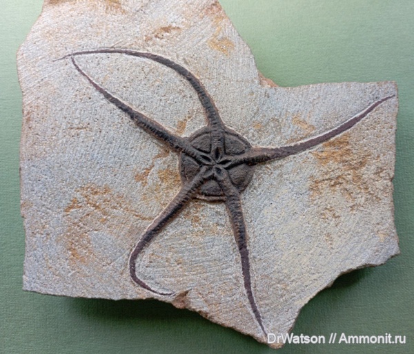 иглокожие, девон, Марокко, офиуры, Ophiuroidea