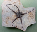 Офиура из Марокко