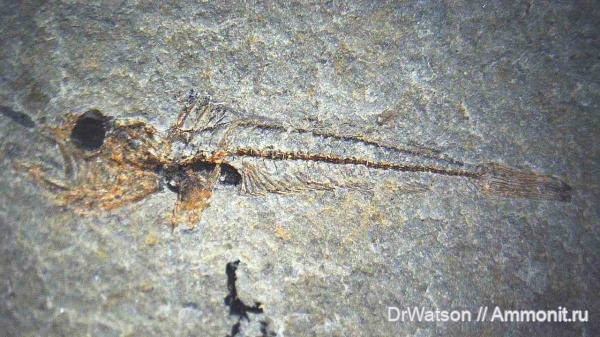 неоген, рыбы, миоцен, р. Пшеха, Trachinus, fish, караганский ярус