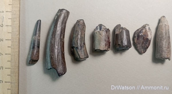 палеоген, эоцен, китообразные, Краснодарский край, Горячий Ключ, р.Апчас