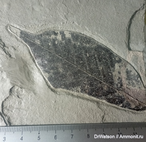 неоген, растения, миоцен, сармат, Краснодарский край, Горячий Ключ, р. Псекупс