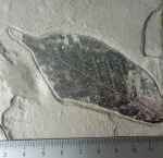 Лист (лавра?)