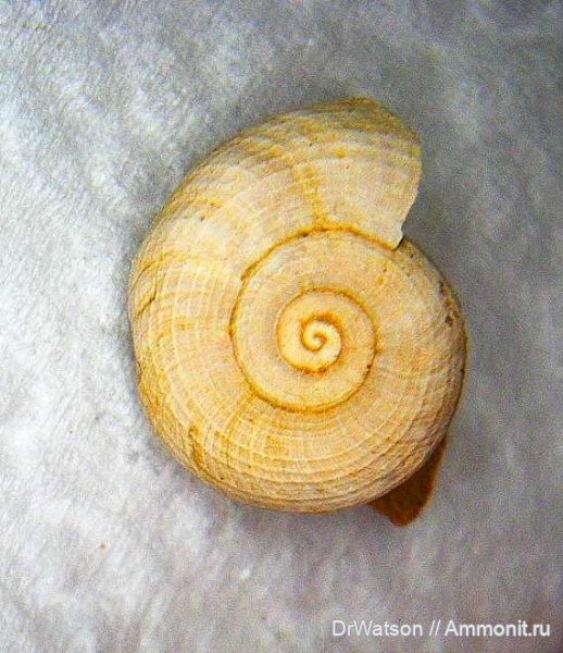 гастроподы, неоген, миоцен, понт, Gastropoda, Горячий Ключ, нижний понт, Якубова щель