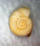 Понтическая гастропода... "аммонит"...