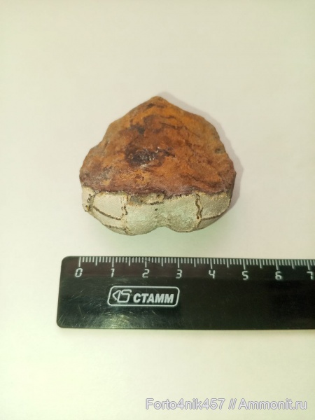 меловой период, членистоногие, крабы