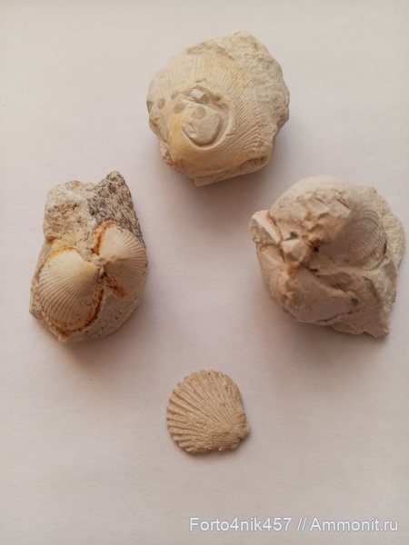 моллюски, верхний мел, Chlamys cretosa