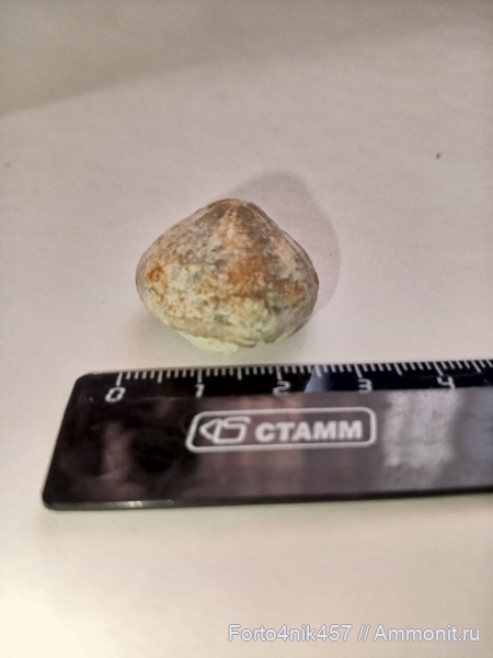 Морские ежи