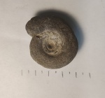 сильно замытый Kachpurites