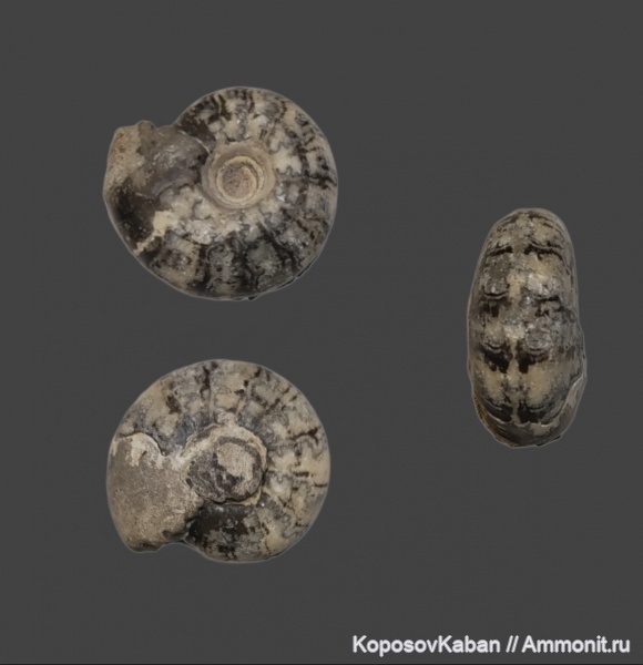 юра, Craspedites, Кашпир